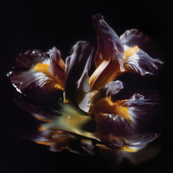 Raein "Forme Sommerse"